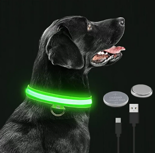 Rechargeable LED Dog Collar in use